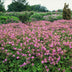 60x Storchschnabel 'Cambridge' - Bodendecker, rosa Blüten, 10-25cm Bild 7