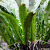 6x Hirschzungenfarn Asplenium scolopendrium 10-25cm Topf Ø9cm Bild 7