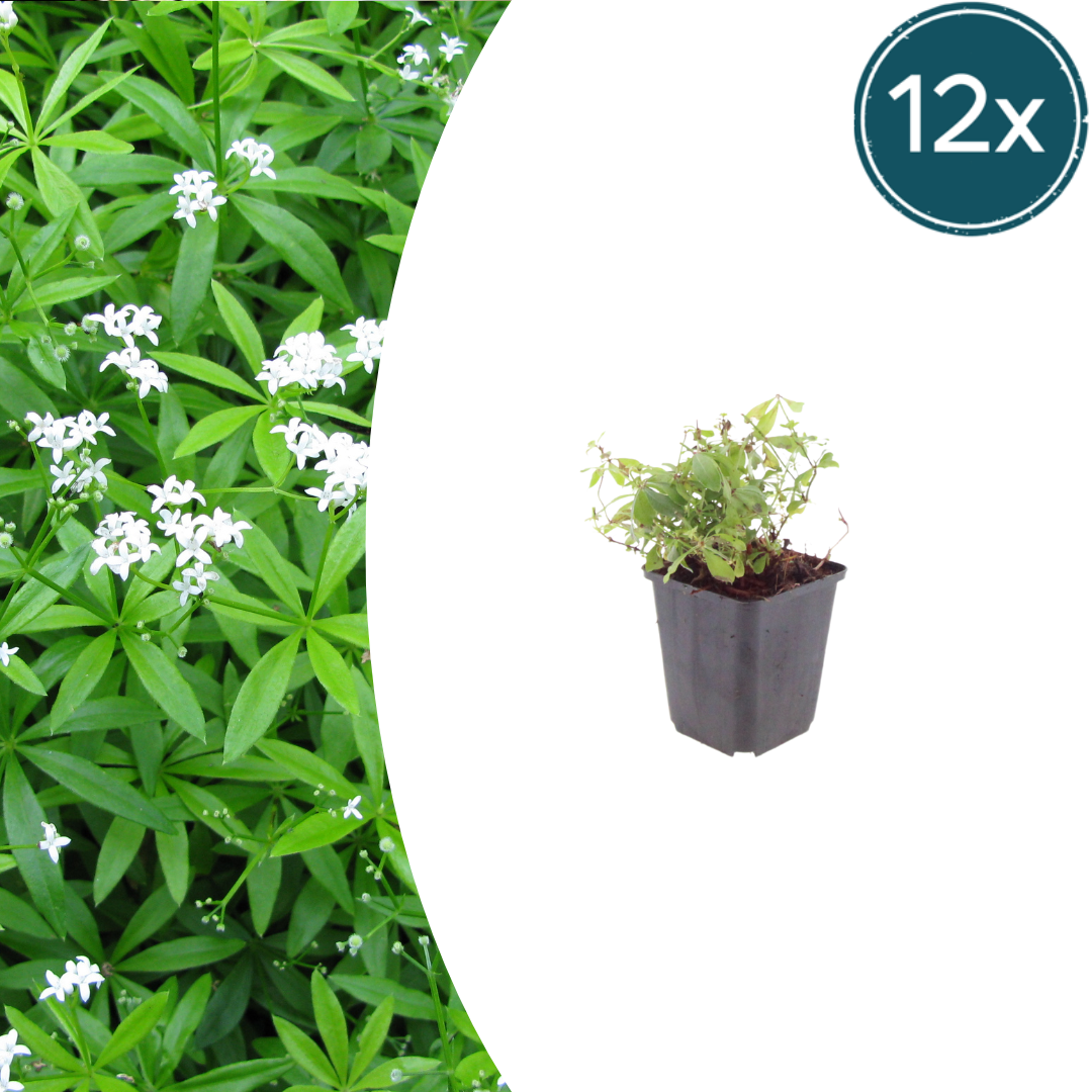 12x Waldmeister (Galium odoratum) - 10-25cm Höhe