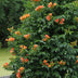2x Campsis 'Indian Summer' Trompetenblume ↨65cm Ø15 Bild 5