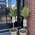 Euonymus Emerald Gaiety Stamm 90cm: Immergrüne Eleganz für Ihre Terrasse Bild 8
