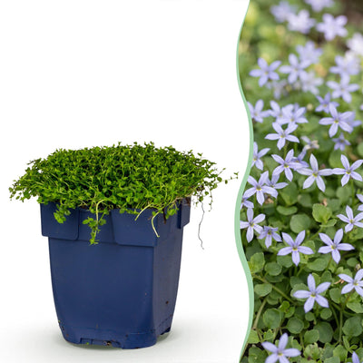 Green boutiQ - Stauden - Isotoma fluviatilis - Sternblume - Steingartenpflanzen - Hellblau - 1 Pflanze - Topf 11cm - Höhe 15-25cm