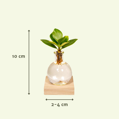Clusia im Glas mit LED, Ø4cm, H10cm
