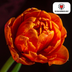 Tulpenbollen Icoon – 20 Stuks | KH Bloembollen® | Oranje Dubbelbloemige Tulp – Vol, Warm & Opvallend – Voor Tuin of Pot – Maat 11/12 – Vers van de Teler Bild 5