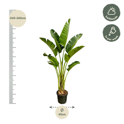 Strelitzia Augusta - Weißer Paradiesvogel - 250cm