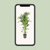 Kentia Palm (Howea Forsteriana) Ø21cm, H130cm - Elegant Houseplant Bild 5