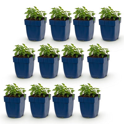 Green boutiQ - Perennial - Nepeta faassenii Snowflake - Catmint - Bee and Butterfly Attractors - White - 12 Plants - Pot 11cm - Height 15-25cm
