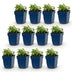 Green boutiQ - Perennial - Nepeta faassenii Snowflake - Catmint - Bee and Butterfly Attractors - White - 12 Plants - Pot 11cm - Height 15-25cm Bild 11
