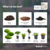 Pflanzen-Terrarium Starterpaket & Nachfüllung - Dschungel-Flair Bild 8