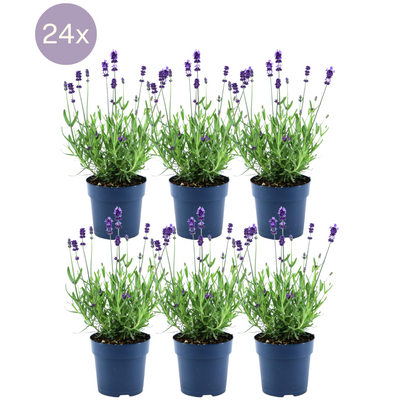 Lavendel 'Felice' (Lavandula angustifolia) - 24er Set im 12cm Topf