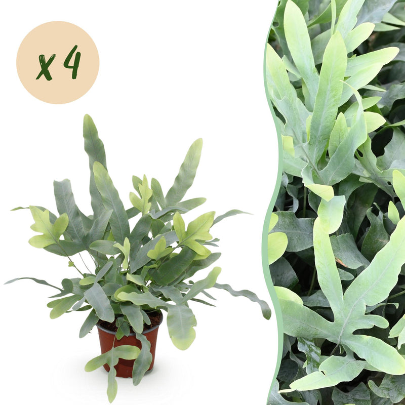 Green boutiQ - Zimmerpflanze - Phlebodium aureum Blue Star - Blaue Farn - Haustierfreundlich - Blau - 4 Pflanzen - Topf 12cm - Höhe 25-30cm
