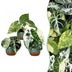 3x Baby Alocasia Tricolour Variegata Trio - Ø6cm Bild 1