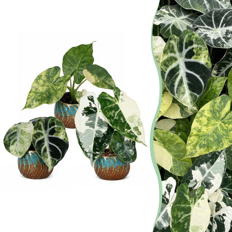 3x Baby Alocasia Tricolour Variegata Trio - Ø6cm
