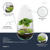 Bottle Garden Egg Coffea Arabica (25 cm) - DIY Plant Terrarium Bild 5