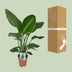 Strelitzia Nicolai - Paradiesvogelpflanze - Ø19cm - ↕90cm Bild 4