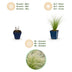 Green boutiQ - Grasses - Stipa tenuissima Ponytails - Feather Grass - Evergreen - Green - 6 Plants - 11cm Pot - 15-25cm Height Bild 4