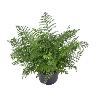 Asplenium Parvati Farn - Ø23cm - ↕55cm - Elegante Zimmerpflanze