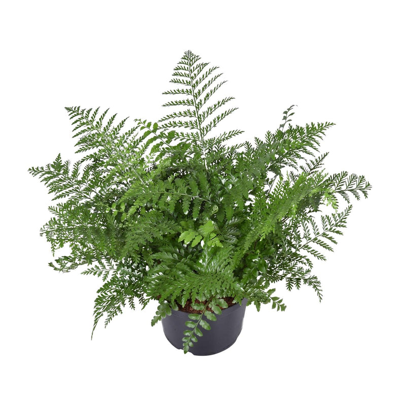 Asplenium Parvati Farn - Ø23cm - ↕55cm - Elegante Zimmerpflanze