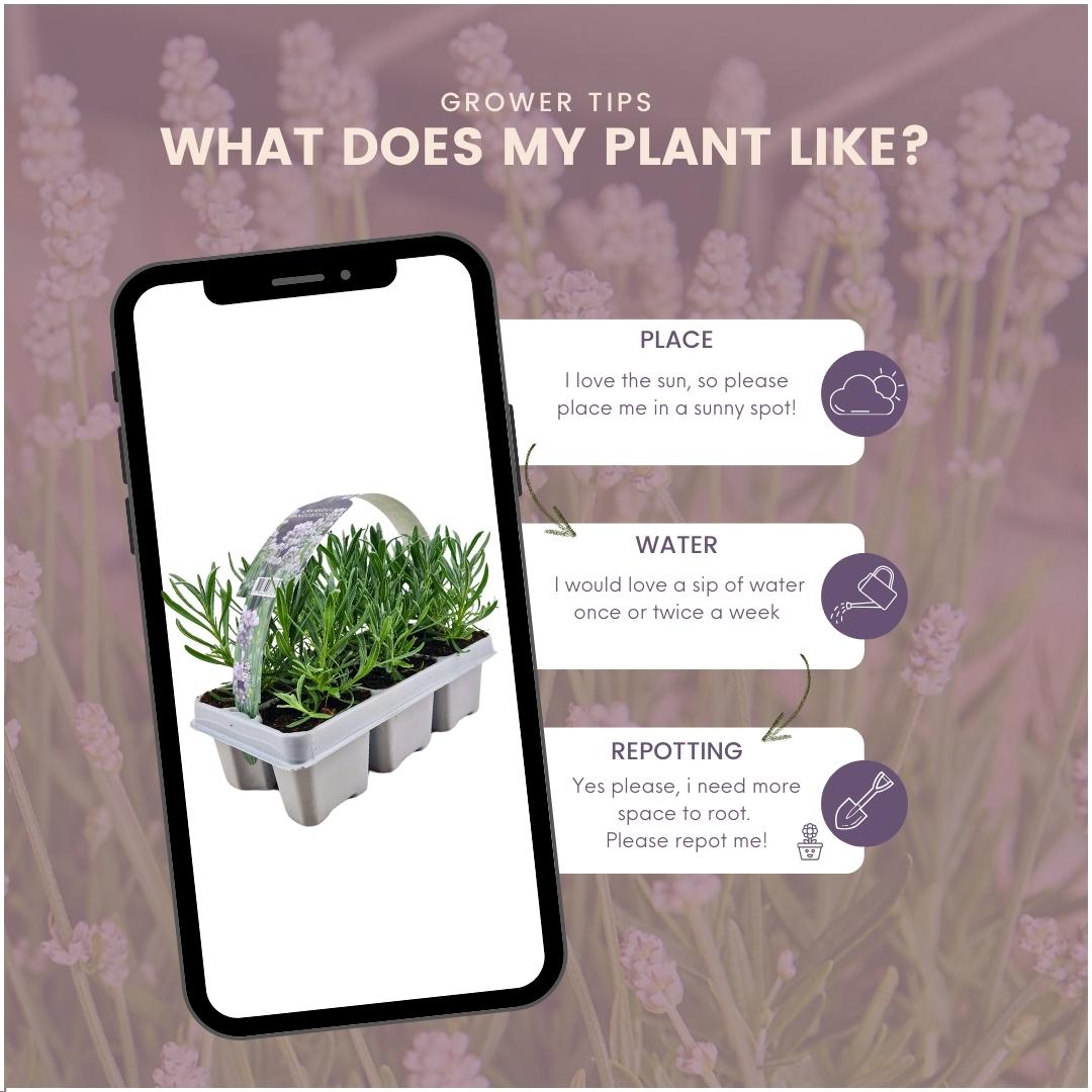 Lavendel angustifolia 'Alba' - 72 Stück im 7cm Topf, 15cm hoch