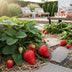 GreenboutiQ Strawberry Plants Fragaria Maxim: 6x Winter-Hardy in a Pot Bild 8