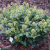 GreenboutiQ - Terrassenpflanze - Skimmia japonica Finchy - Blüte Weiß - 10+ Blüten - 2 Pflanzen - Winterhart - Topf 10,5cm Höhe 25cm Bild 5