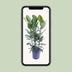 Ficus Audrey Bündel: 3 Stecklinge (Ø27cm, ↕105cm) für Ihr Zuhause Bild 4