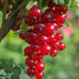 Rote Johannisbeere 'Jonkheer van Tets' Bio, Ø13cm, ↕45cm Bild 4
