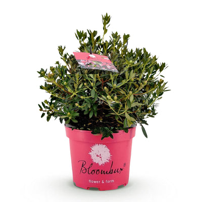 Zwerg-Rhododendron Bloombux Magenta: Blühend, Formschnitt geeignet, pflegeleicht