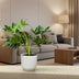 Philodendron Selloum Baumphilodendron 60cm Ø22 Bild 3