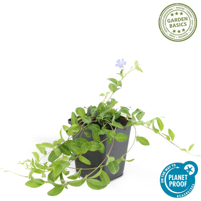 6x Vinca minor Bodendecker, 10-25cm, im 9cm Topf