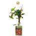 Parthenocissus 'Veitchii Boskoop' - Selbstkletternde Jungfernrebe, 35cm Bild 2