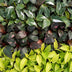 3x Baby Philodendron Tricolour Mix - Ø6cm Bild 4