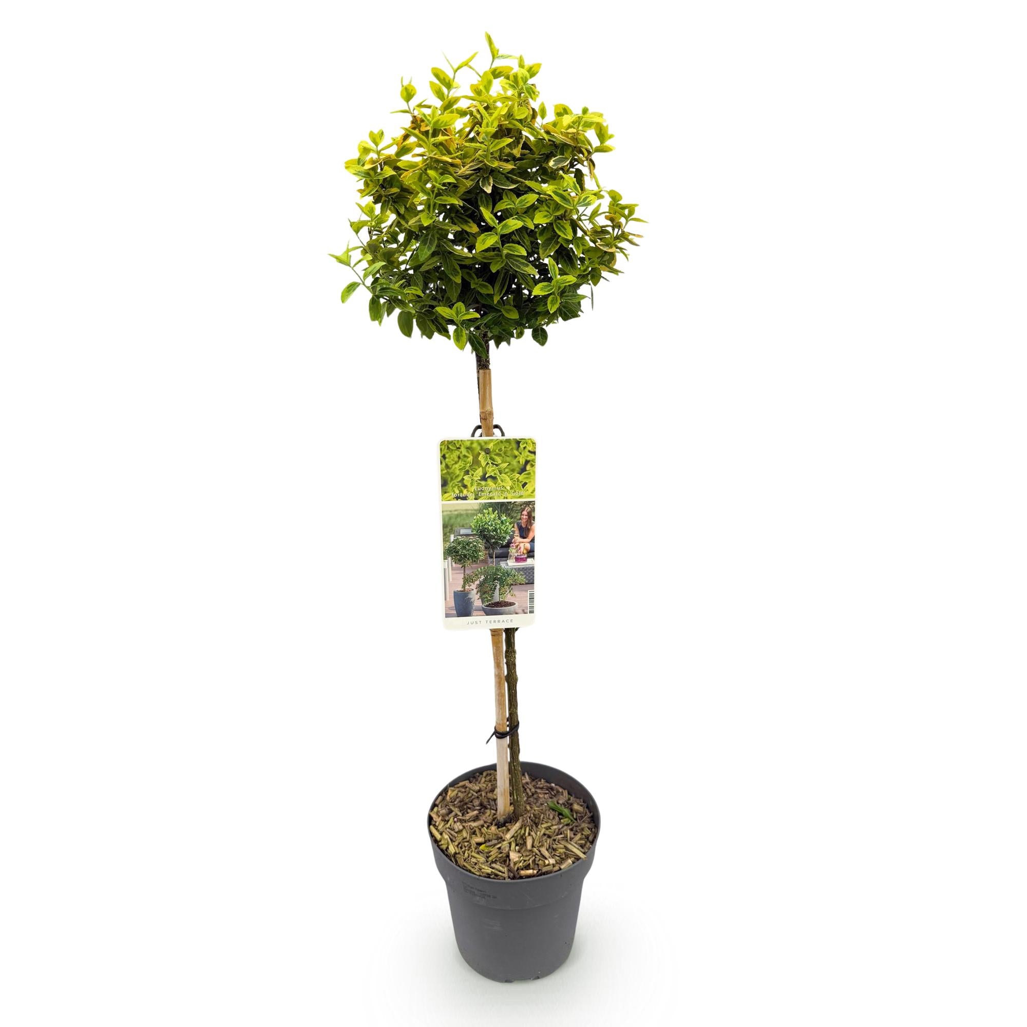 GreenboutiQ - Stamm Pflanze - Euonymus fortunei Emerald n Gold - Terrassen Pflanze - Immergrün - Winterhart - Grün-Gelbe Blätter - Topf 19cm Höhe 90cm
