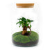 Bottle Garden Set with Bonsai and Moss – Self-Sustaining Biotope for Your Home Bild 2
