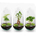 Bottle Garden Egg Coffea Arabica (25 cm) - DIY Plant Terrarium Bild 3