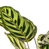 Calathea Makoyana Pfauenpflanze Ø17cm, 40-50cm hoch Bild 4