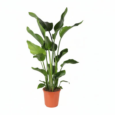 Strelitzia Nicolai (Paradiesvogelblume) - Ø24cm, 110cm hoch