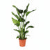 Strelitzia Nicolai (Giant White Bird of Paradise) - Ø24cm, 110cm high Bild 1