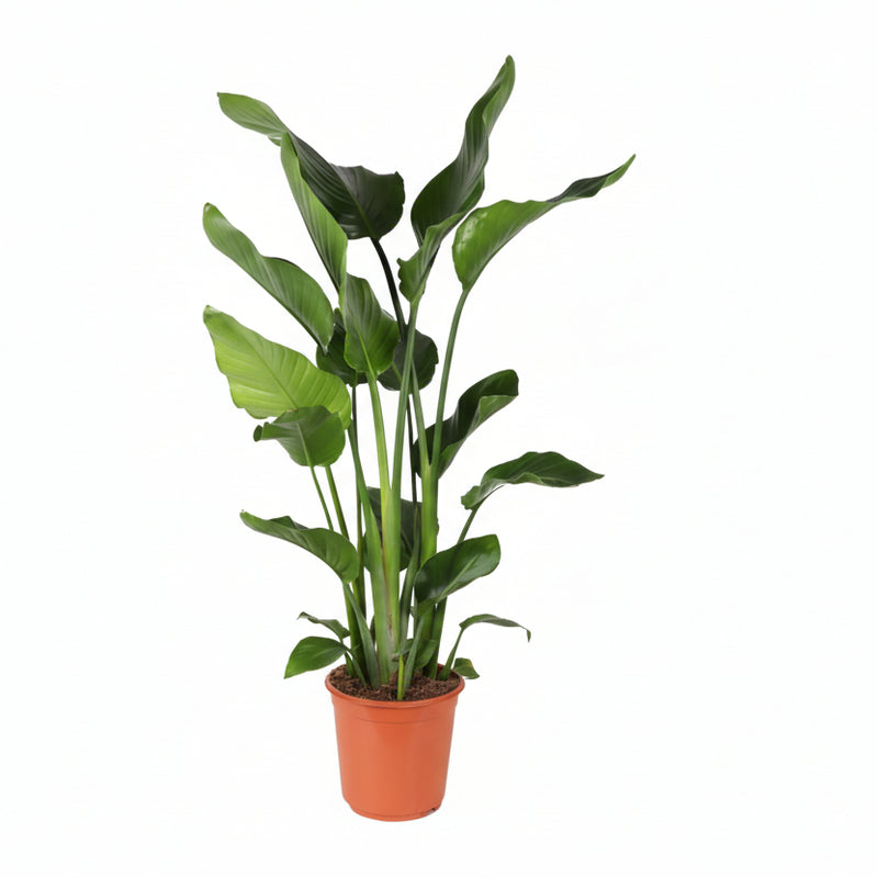 Strelitzia Nicolai (Giant White Bird of Paradise) - Ø24cm, 110cm high
