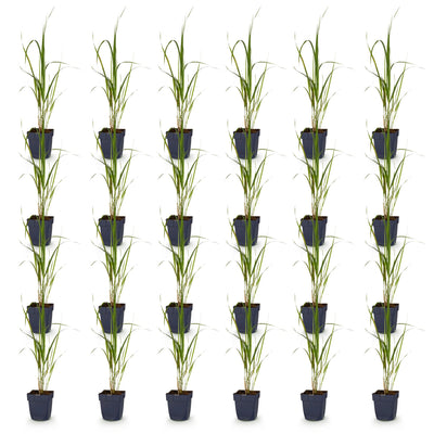 Green boutiQ - Gräser - Molinia arund. Karl Foerster - Rohrglanzgras - Mit Blüte - Grün - 24 Pflanzen - Topf 11cm - Höhe 15-25cm