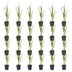 Green boutiQ - Gräser - Molinia arund. Karl Foerster - Rohrglanzgras - Mit Blüte - Grün - 24 Pflanzen - Topf 11cm - Höhe 15-25cm Bild 2