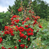 GreenboutiQ Klimrose 'Rosa Red Climber' - 2 Pflanzen im 11cm Topf Bild 5