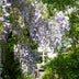 2x Blauregen 'Caroline' – Wisteria sinensis – 65cm hoch – Ø15cm Topf Bild 5