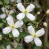 Clematis 'Wilsonii' Bergwaldrebe - Kletterpflanze im 9cm Topf Bild 3