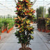 Codiaeum Iceton - Exotische Zimmerpflanze, 230 cm Bild 2