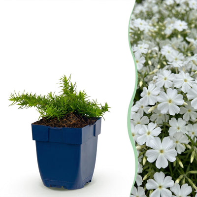 Green boutiQ - Perennial - Phlox Maischnee - Flame Flower - Ground Cover - White - 12 Plants - Pot 11cm - Height 15-25cm