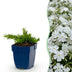 Green boutiQ - Perennial - Phlox Maischnee - Flame Flower - Ground Cover - White - 12 Plants - Pot 11cm - Height 15-25cm Bild 12