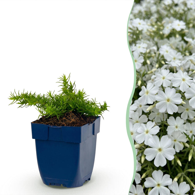Green boutiQ - Perennial - Phlox Maischnee - Flame Flower - Ground Cover - White - 12 Plants - Pot 11cm - Height 15-25cm
