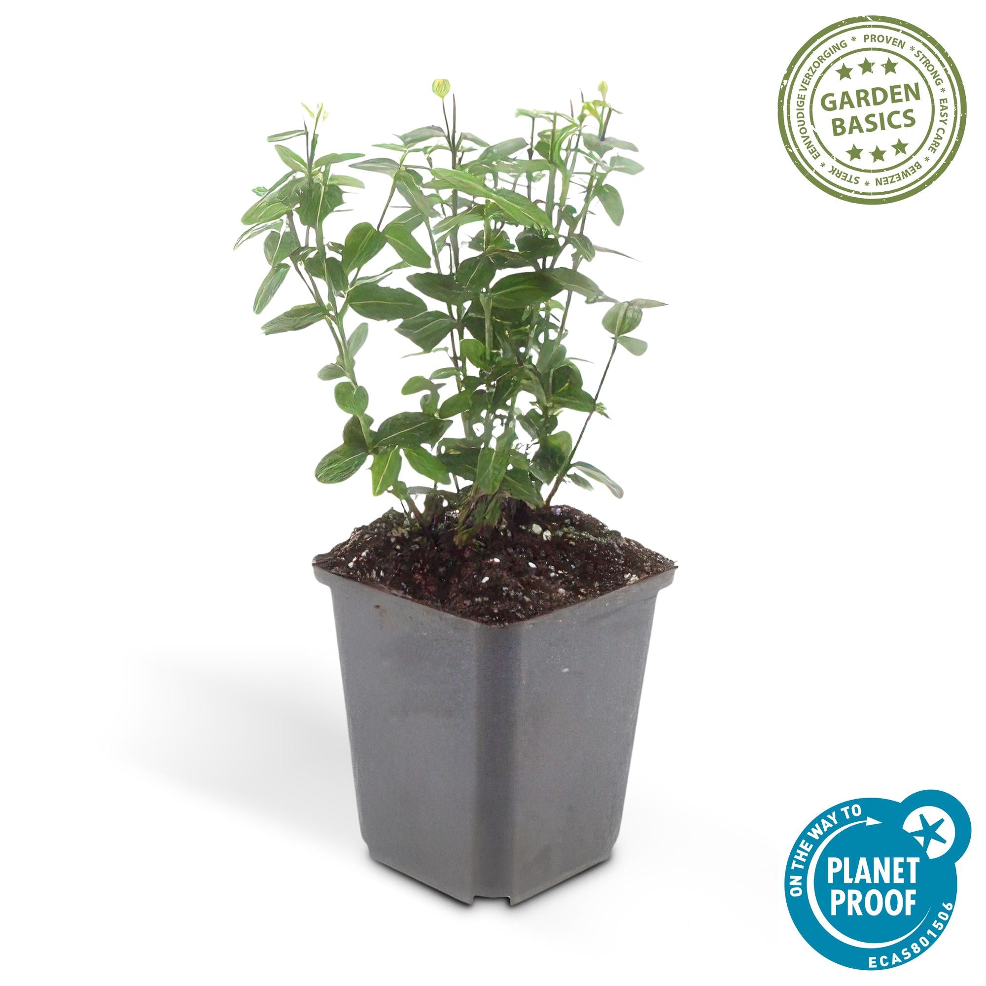 12x Euonymus fortunei radicans - Bodendecker - 10-25cm hoch