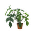 Künstlicher Philodendron Florida (44cm) - Tropisches Flair ohne Pflege Bild 1